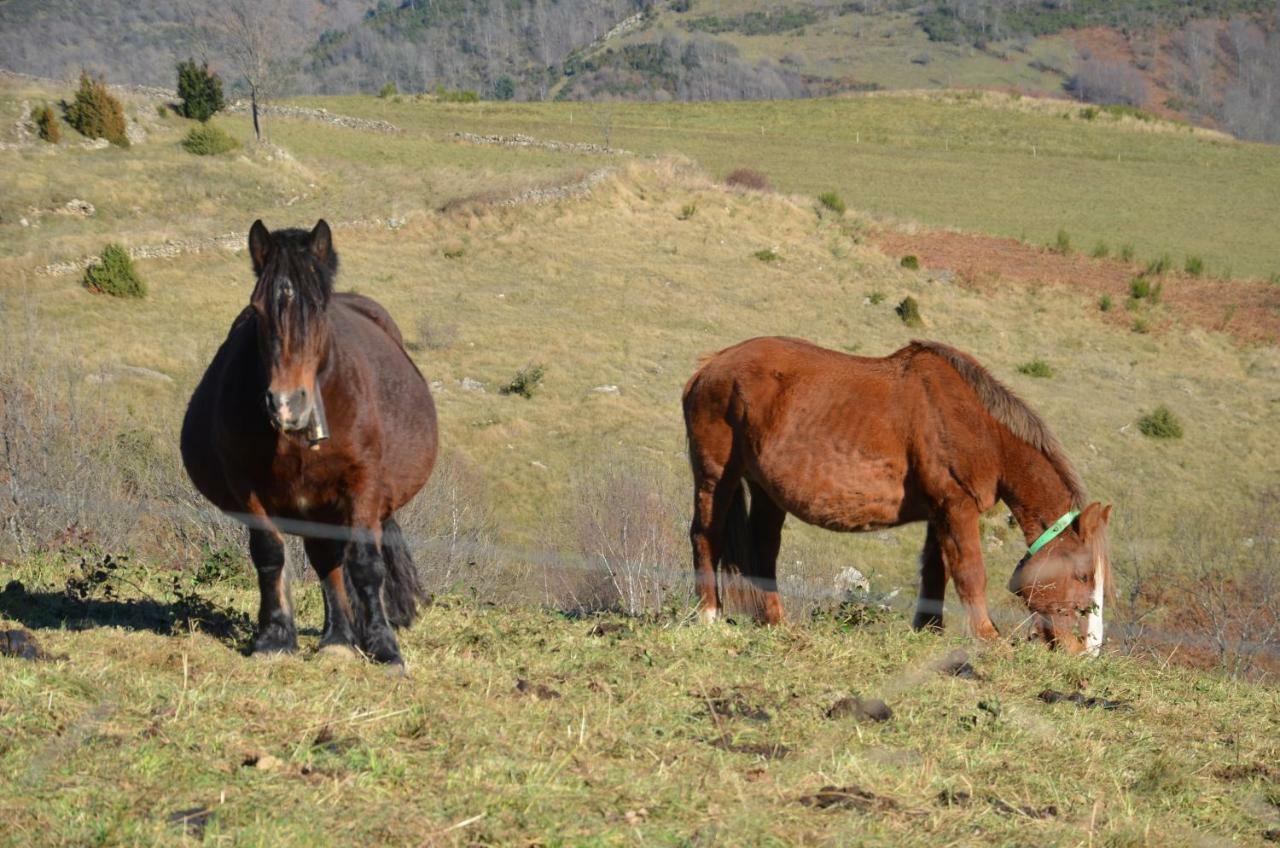 Casa Rural Mollo, Vall de Camprodon Esterno foto